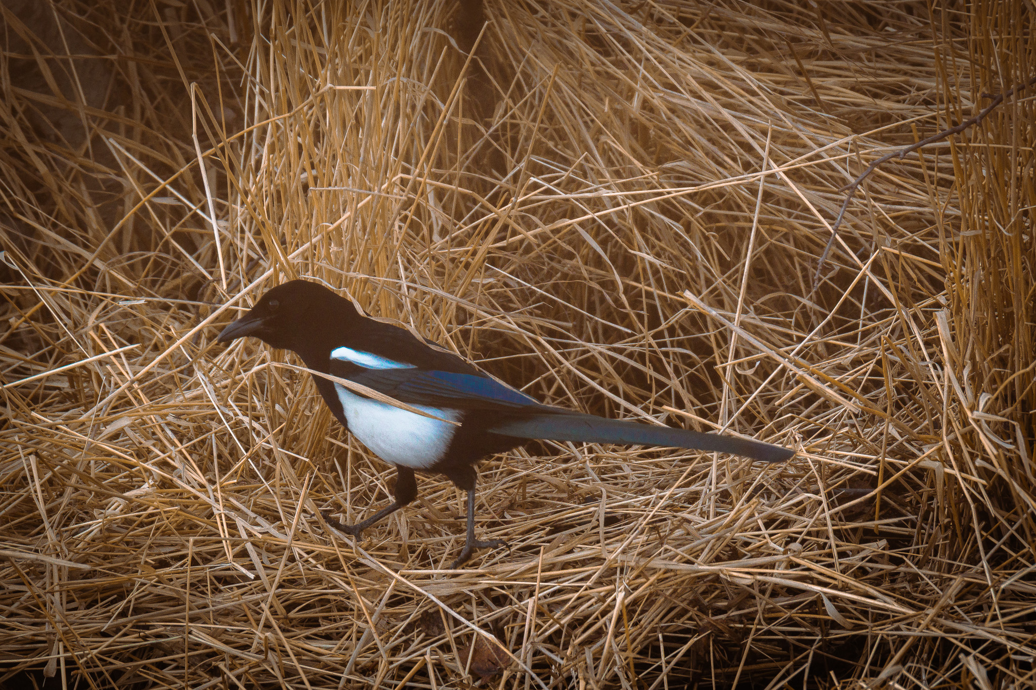 Wildlife