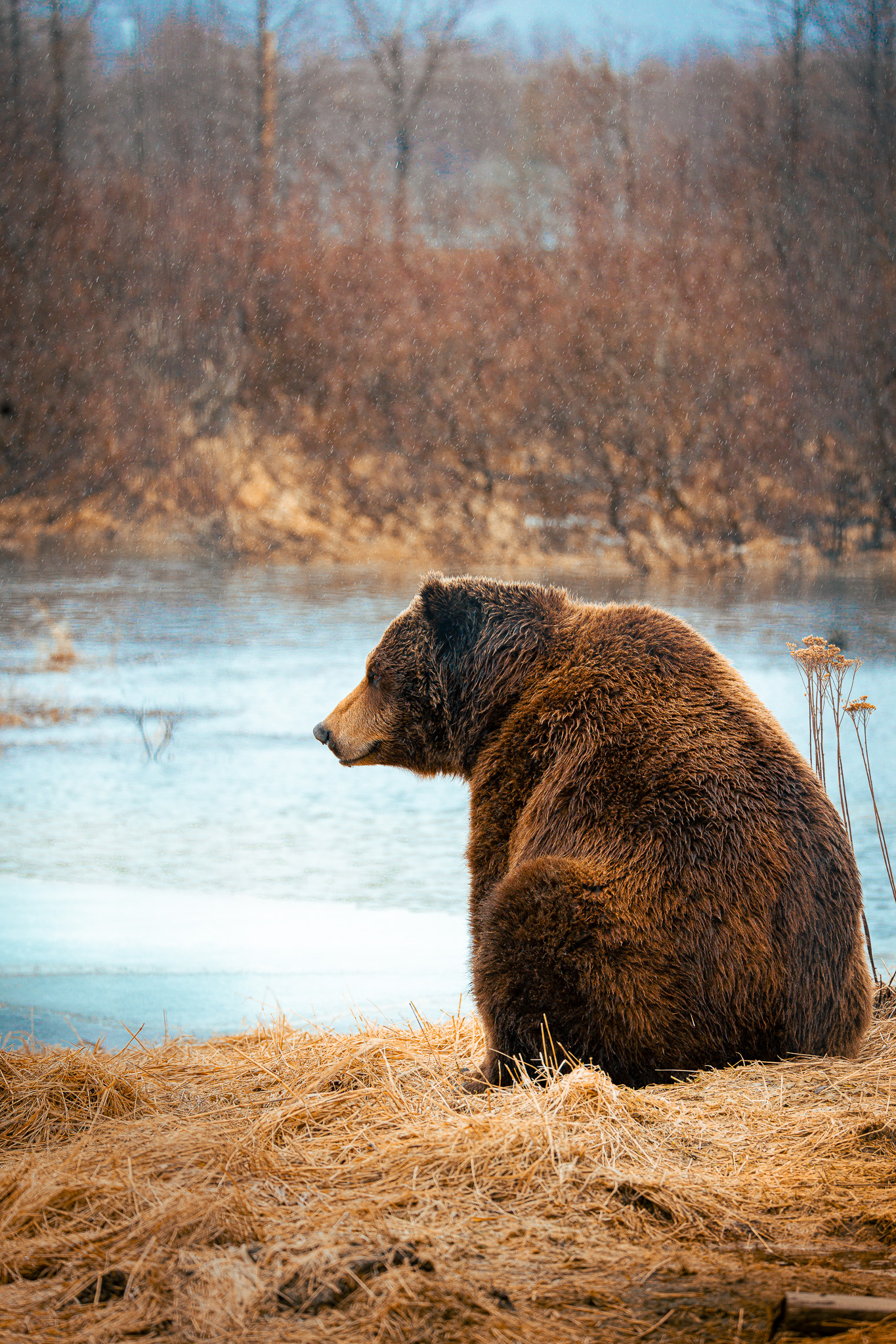 Wildlife