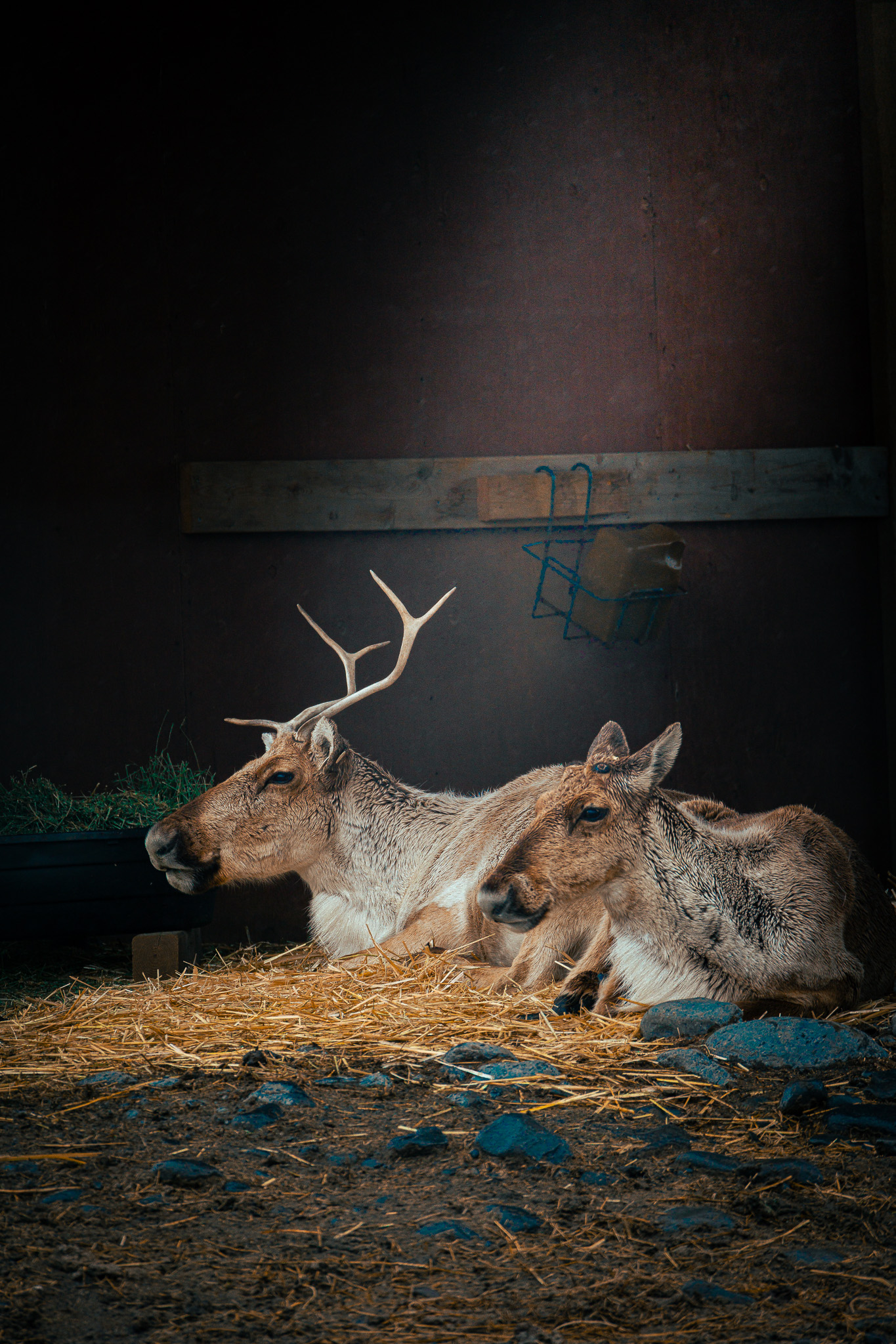 Wildlife